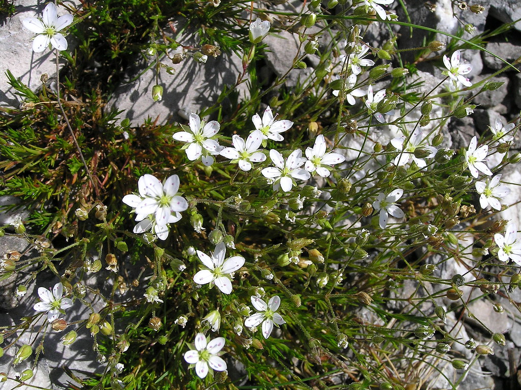 Spring Sandwort ON HALKYN MOUNTAIN